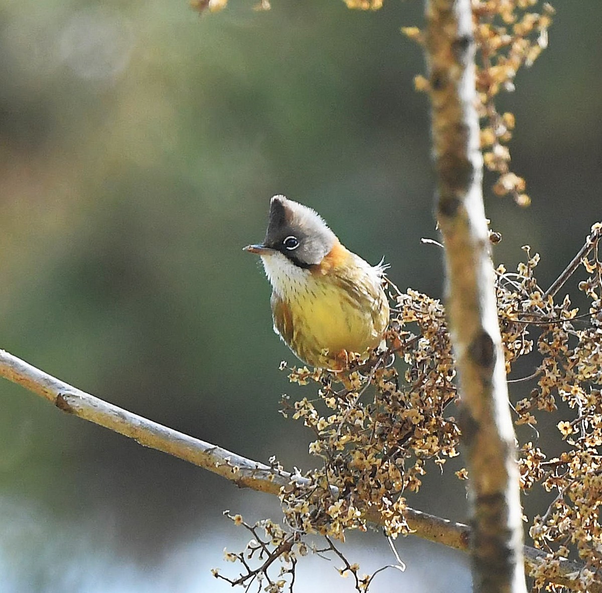 Whiskered Yuhina - ML628671593