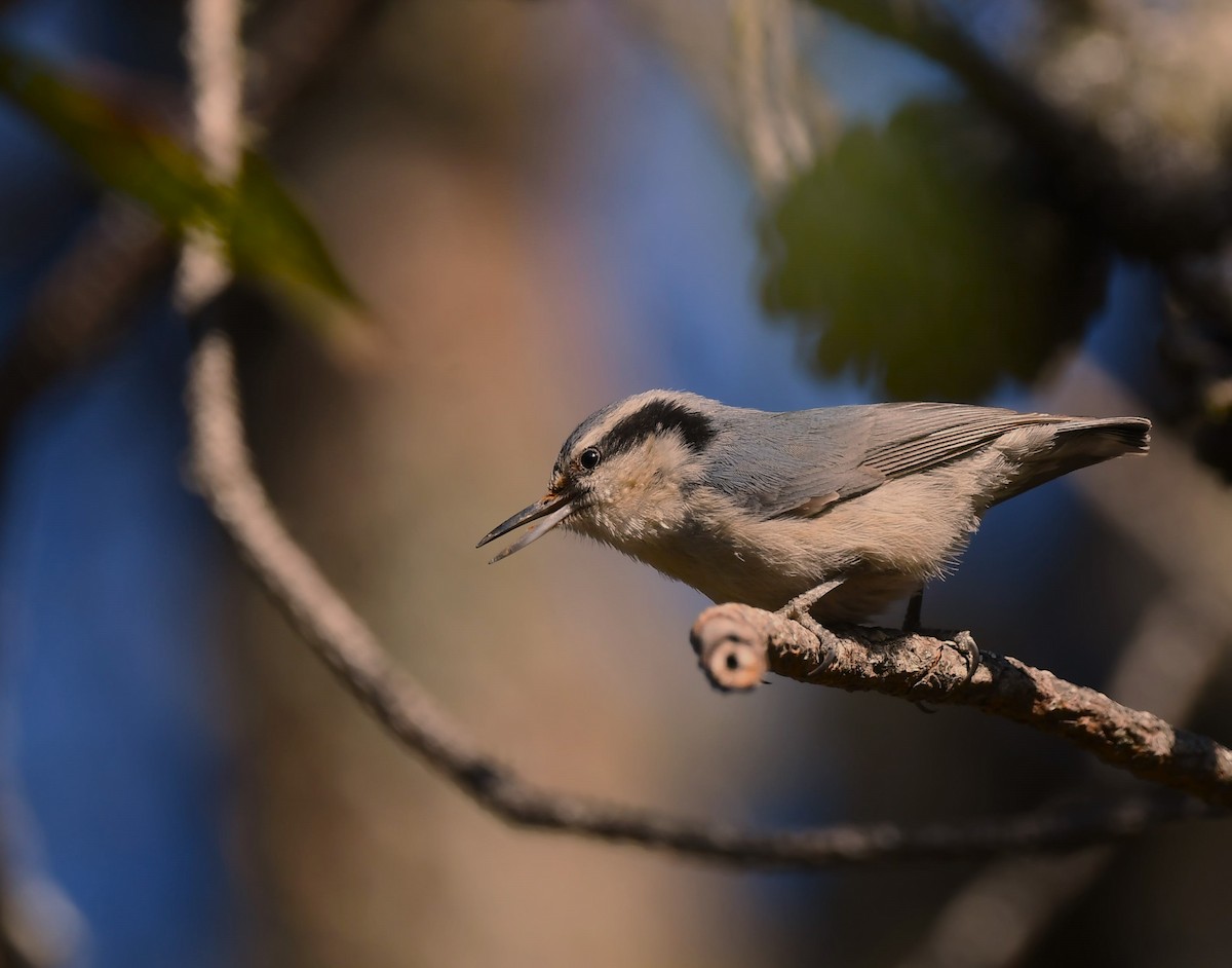 Yunnan Nuthatch - ML628671614