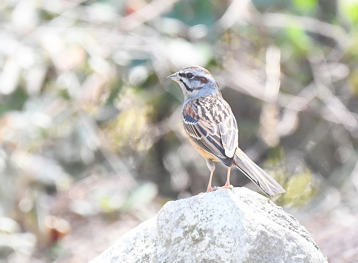 Godlewski's Bunting - ML628671705