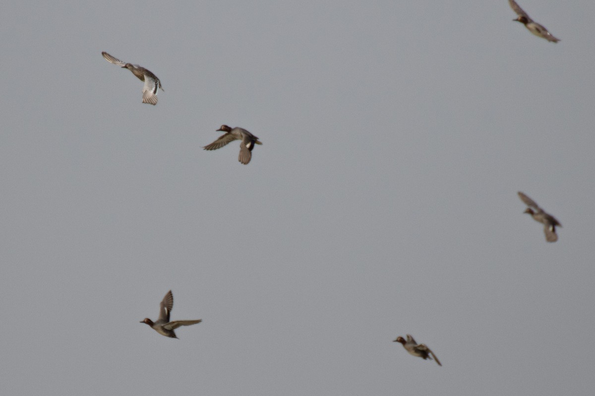 Green-winged Teal - ML628671805