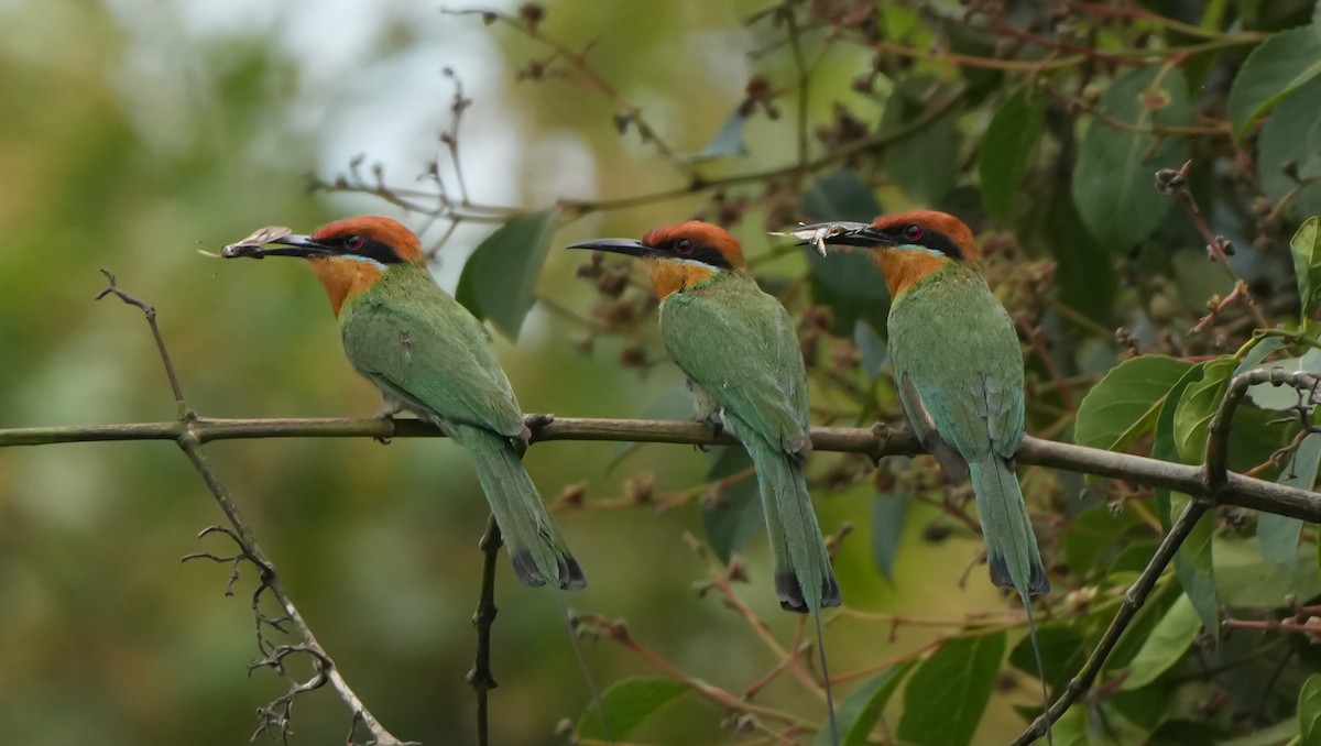 Böhm's Bee-eater - ML628671853