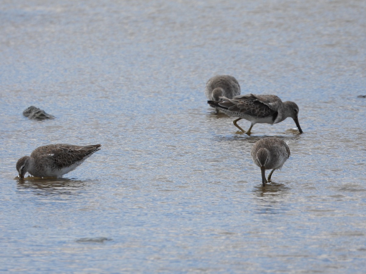 短嘴半蹼鷸 - ML628671862