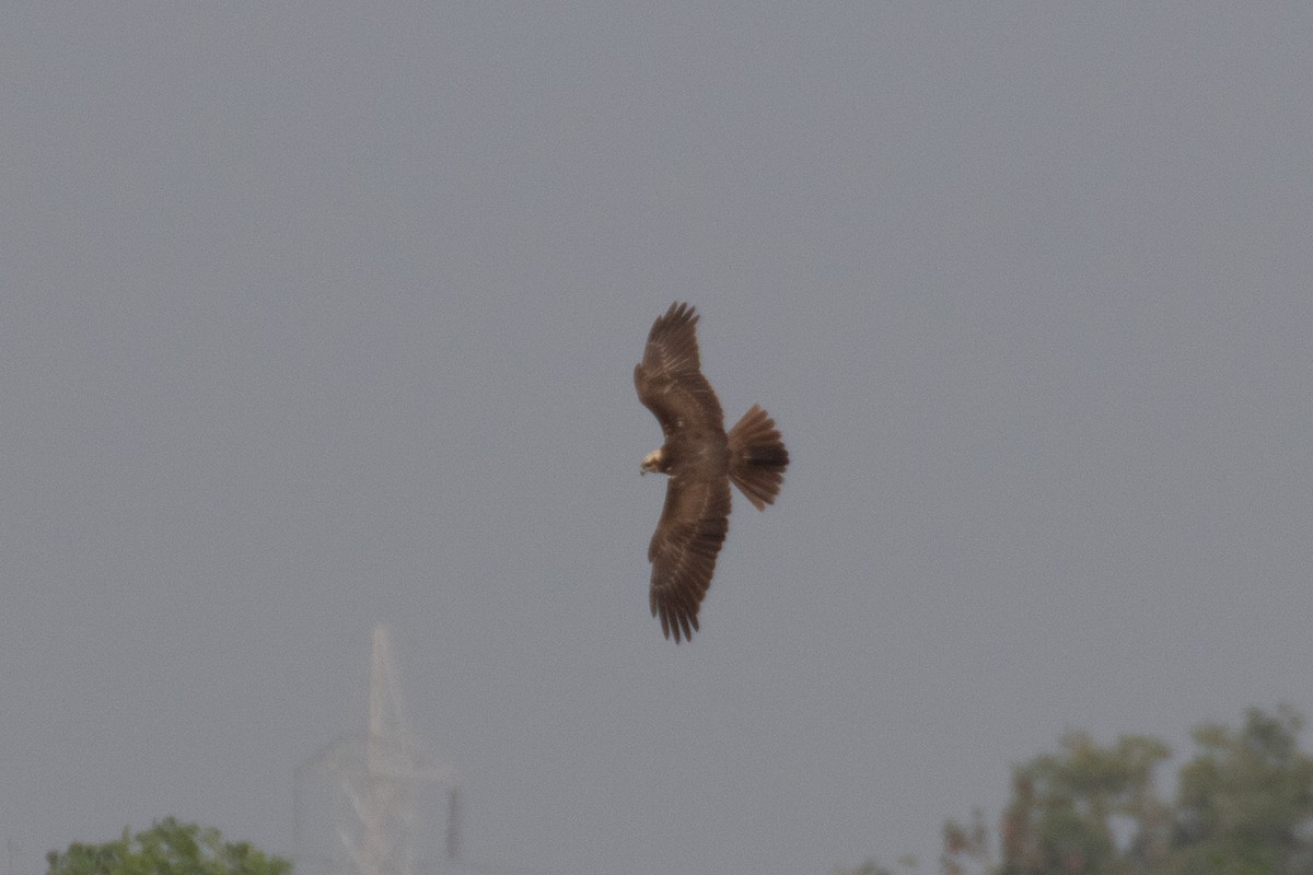 Western Marsh Harrier - ML628671863