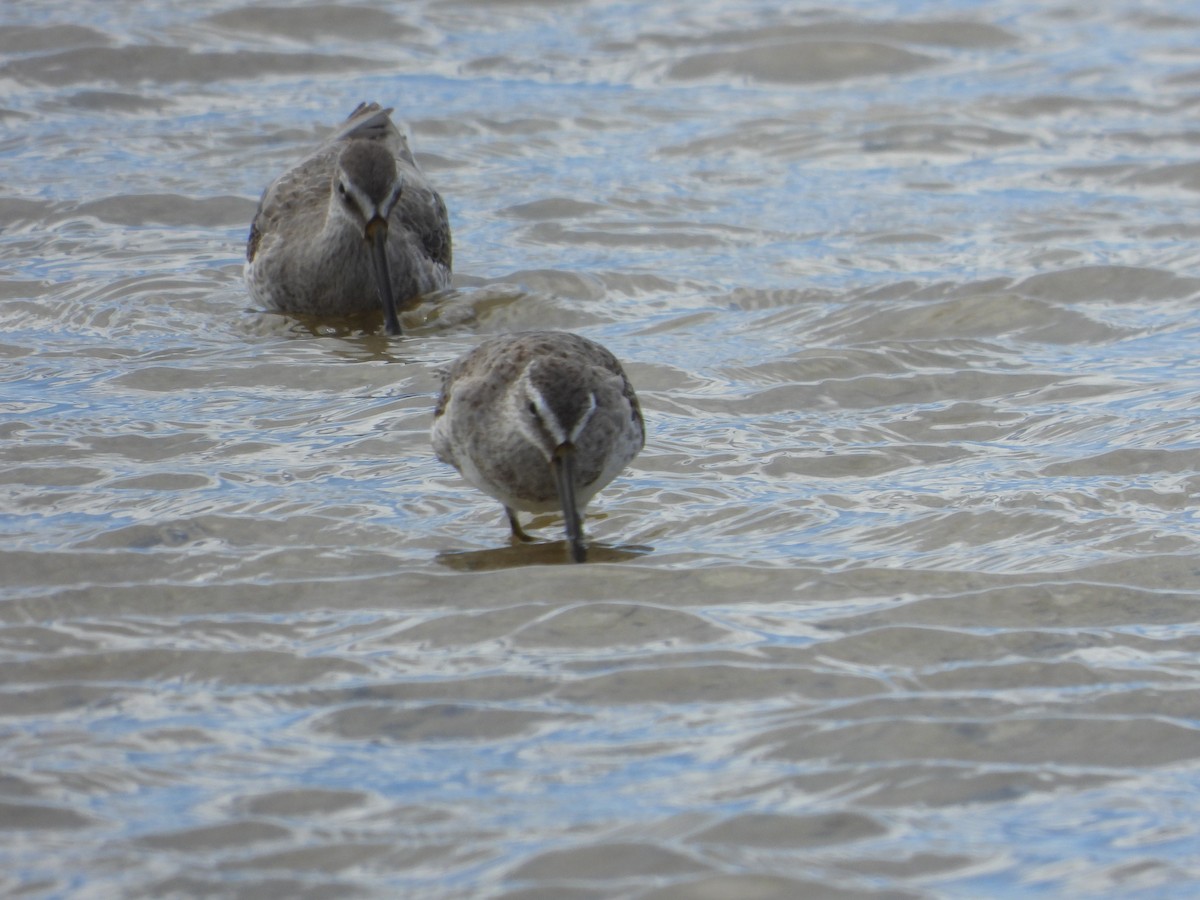 短嘴半蹼鷸 - ML628671896