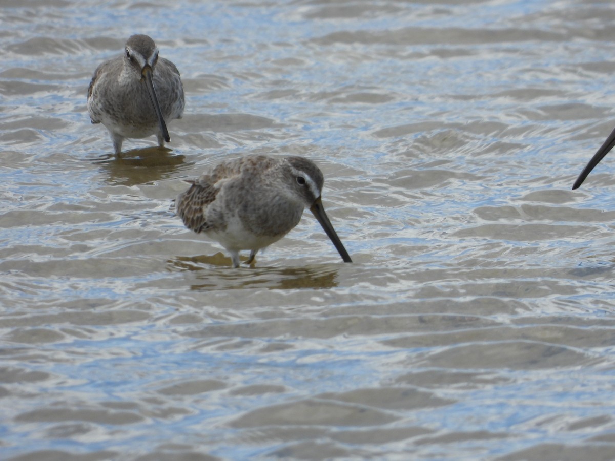 短嘴半蹼鷸 - ML628671912