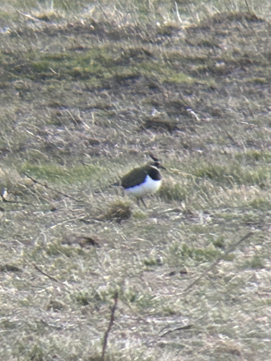Northern Lapwing - ML628672049