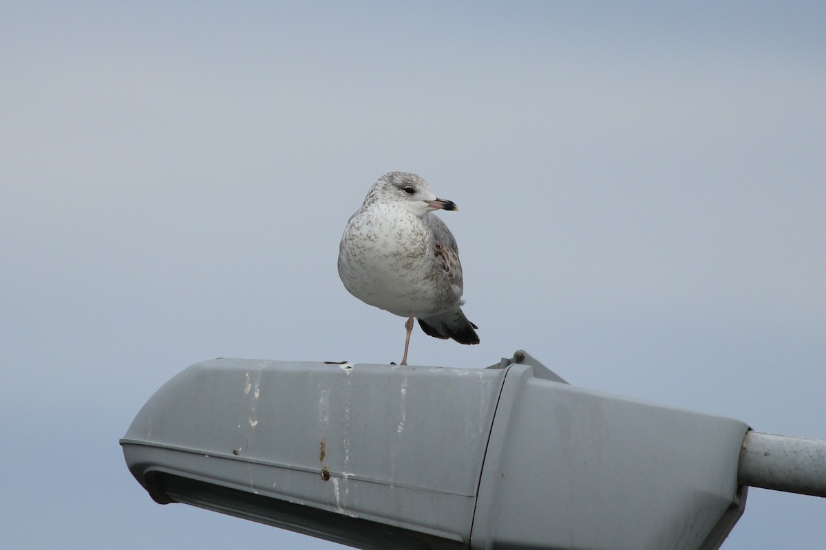 Ring-billed Gull - ML628672066