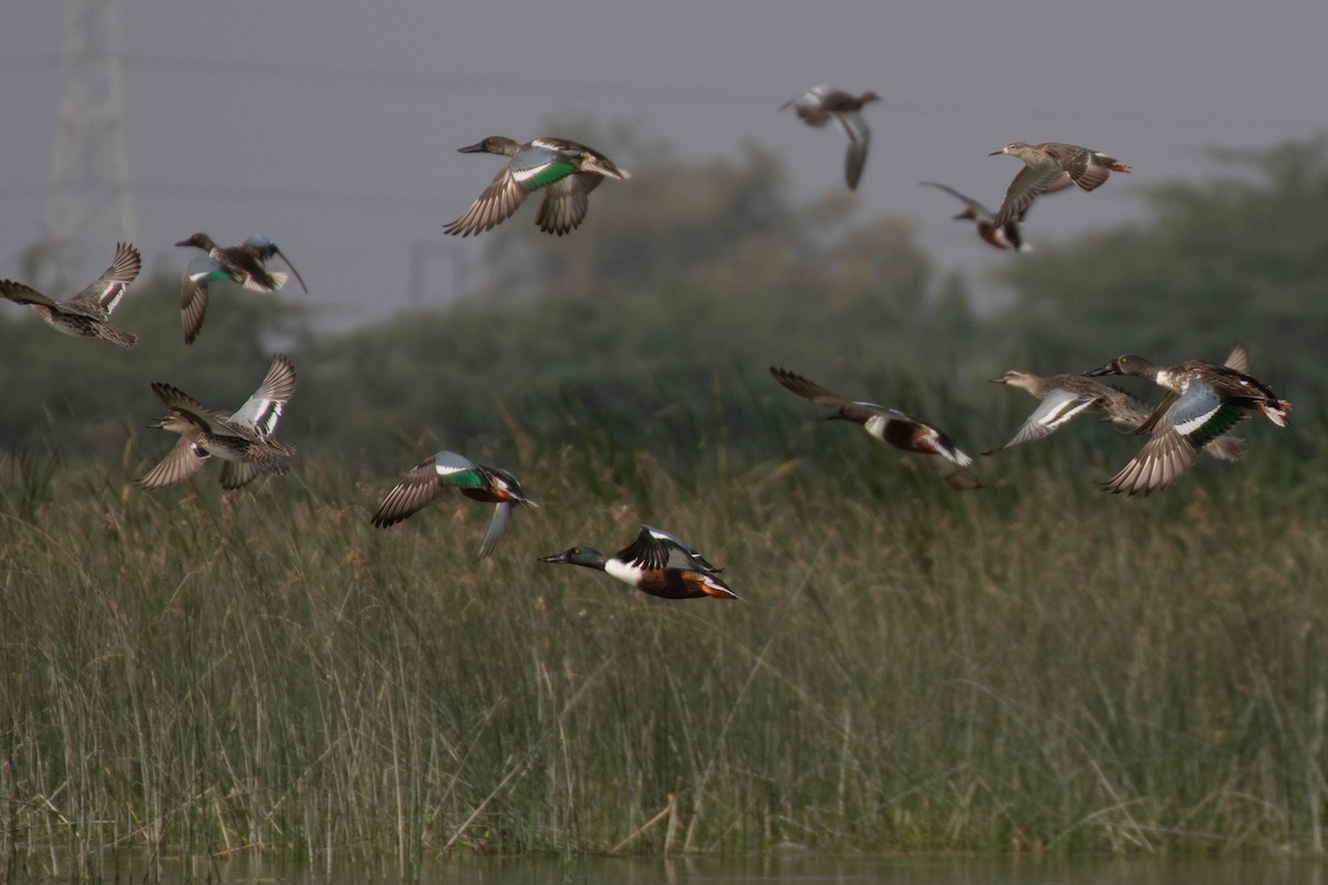 Garganey - ML628672153