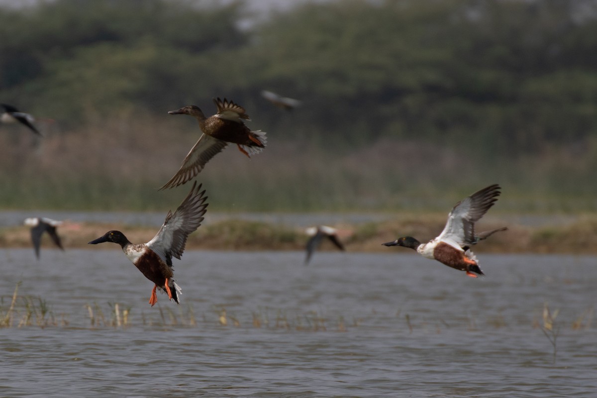 Northern Shoveler - ML628672173