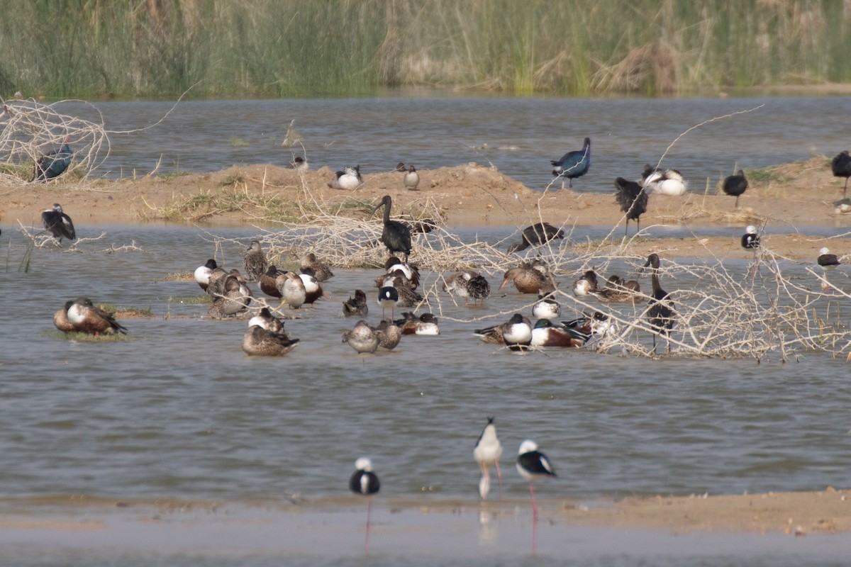 Northern Shoveler - ML628672223