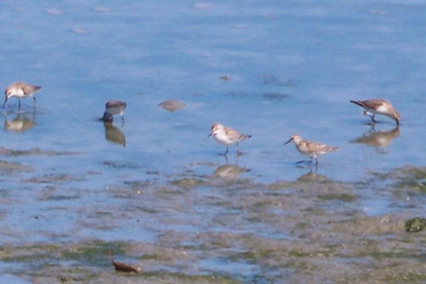 Zwergstrandläufer - ML628672360