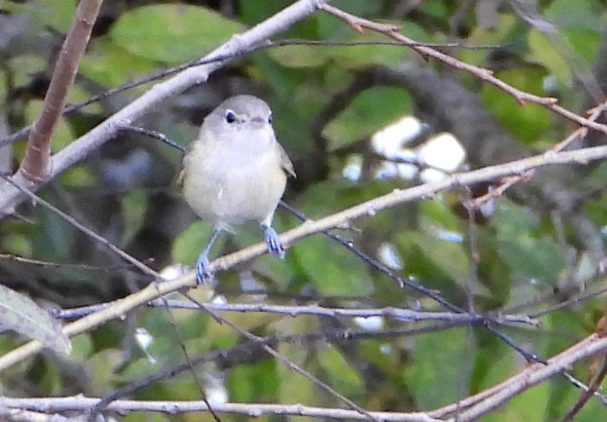 Bell's Vireo - ML628672452