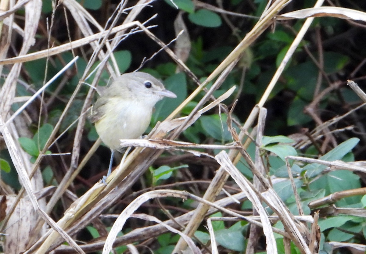 Bell's Vireo - ML628672453