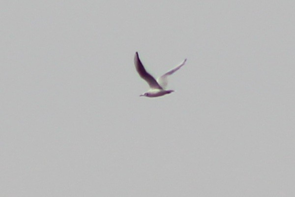 Bonaparte's Gull - ML628672454