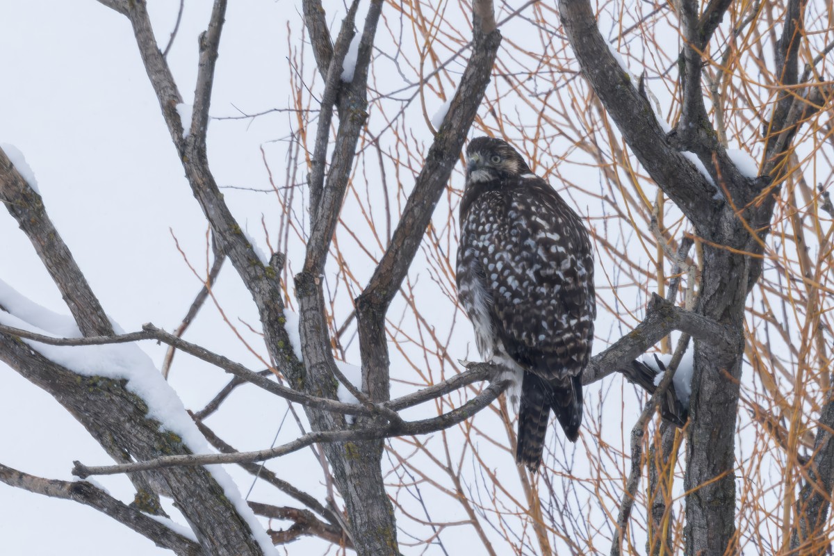 Red-tailed Hawk (Harlan's) - ML628672570