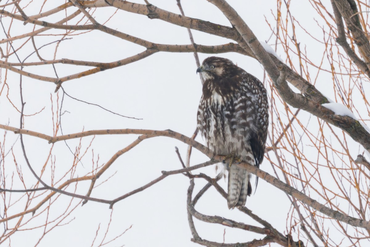 Red-tailed Hawk (Harlan's) - ML628672574