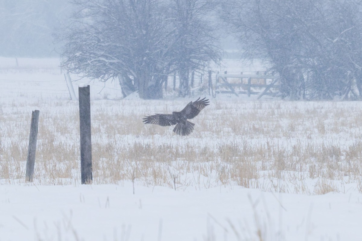 Red-tailed Hawk (Harlan's) - ML628672575