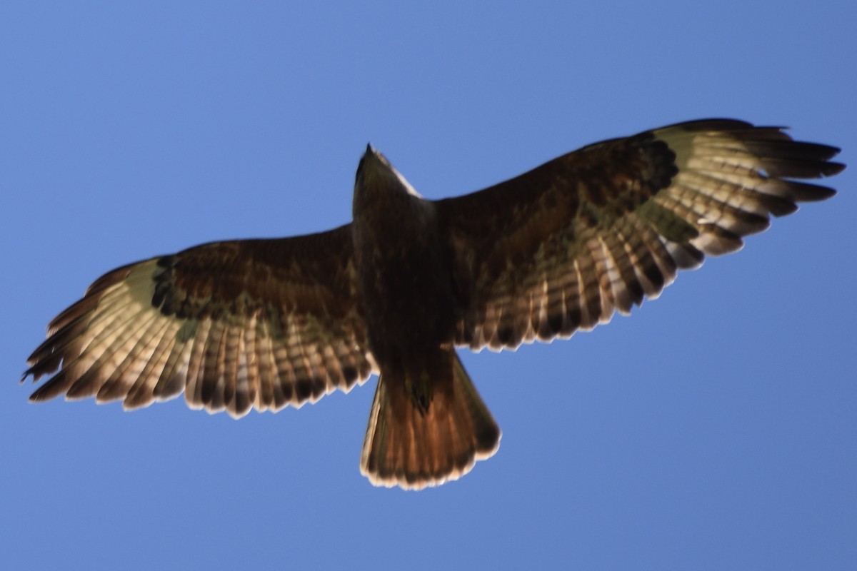 Şahin - ML628672580