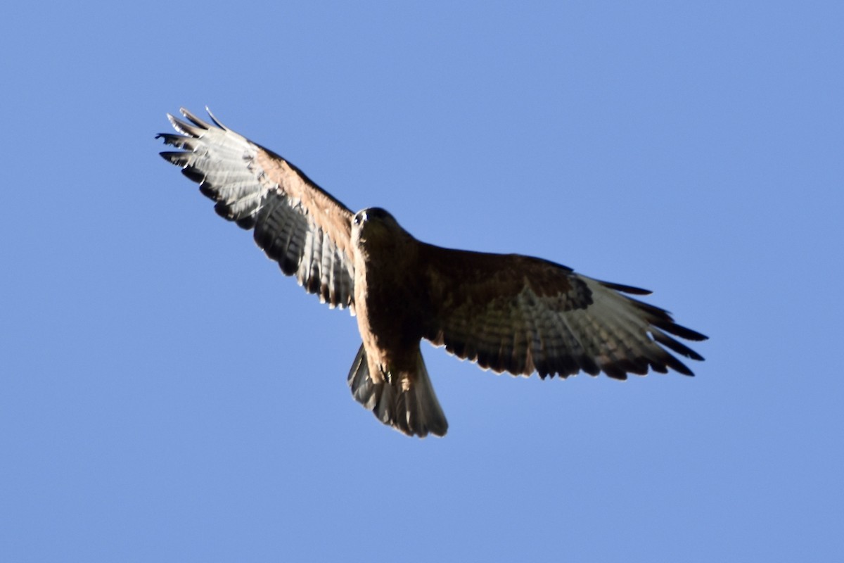 Şahin - ML628672581