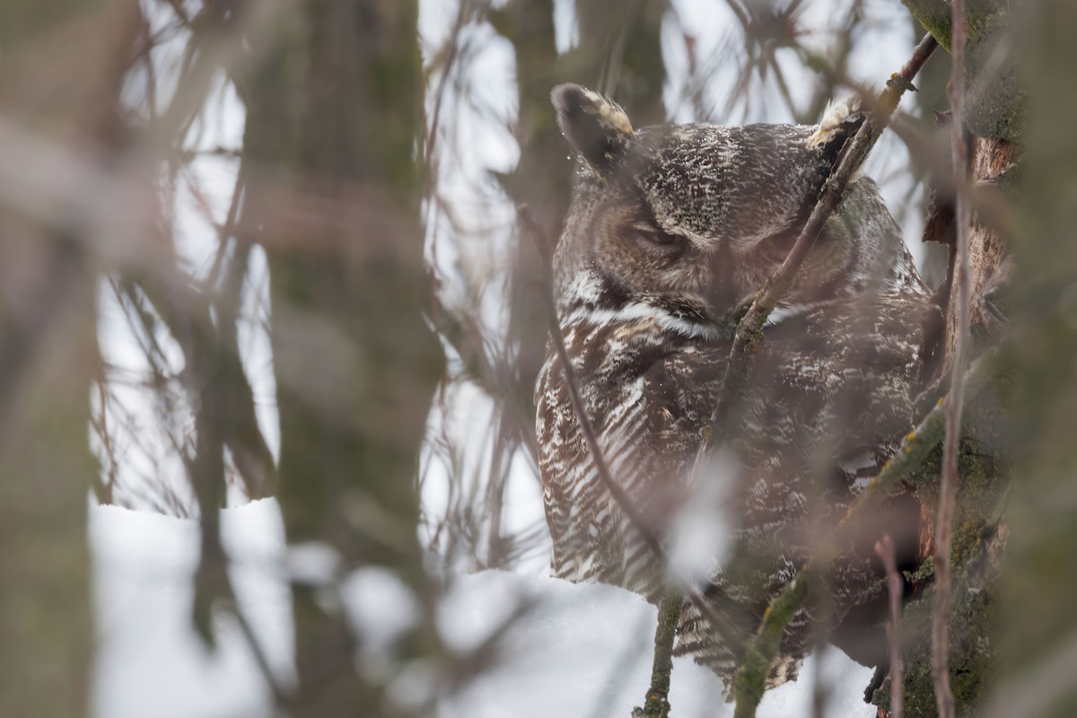 Great Horned Owl - ML628672596