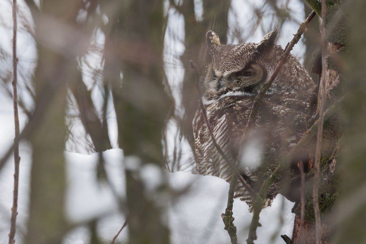 Great Horned Owl - ML628672600
