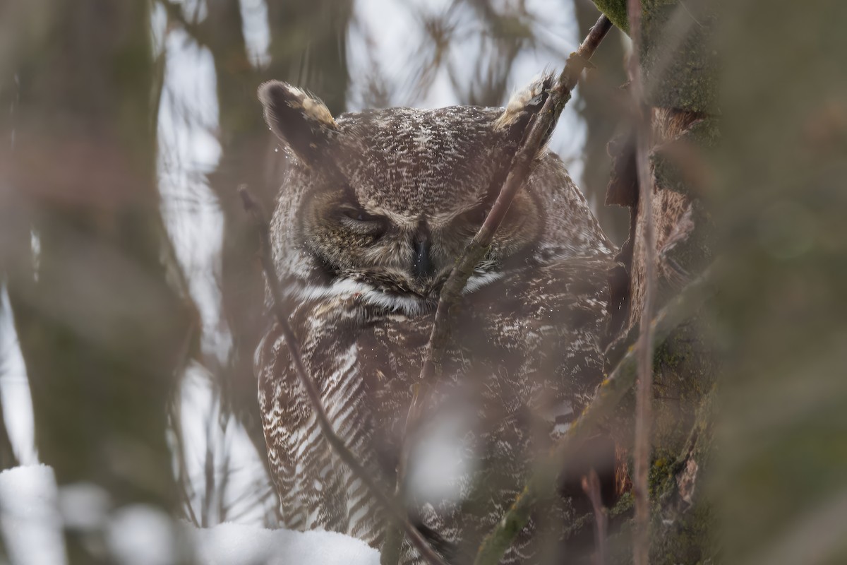 Great Horned Owl - ML628672602