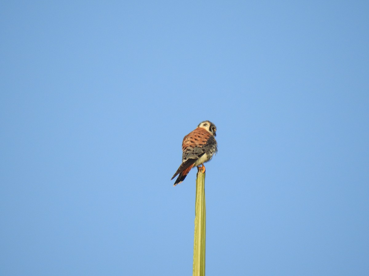 American Kestrel - ML628672761