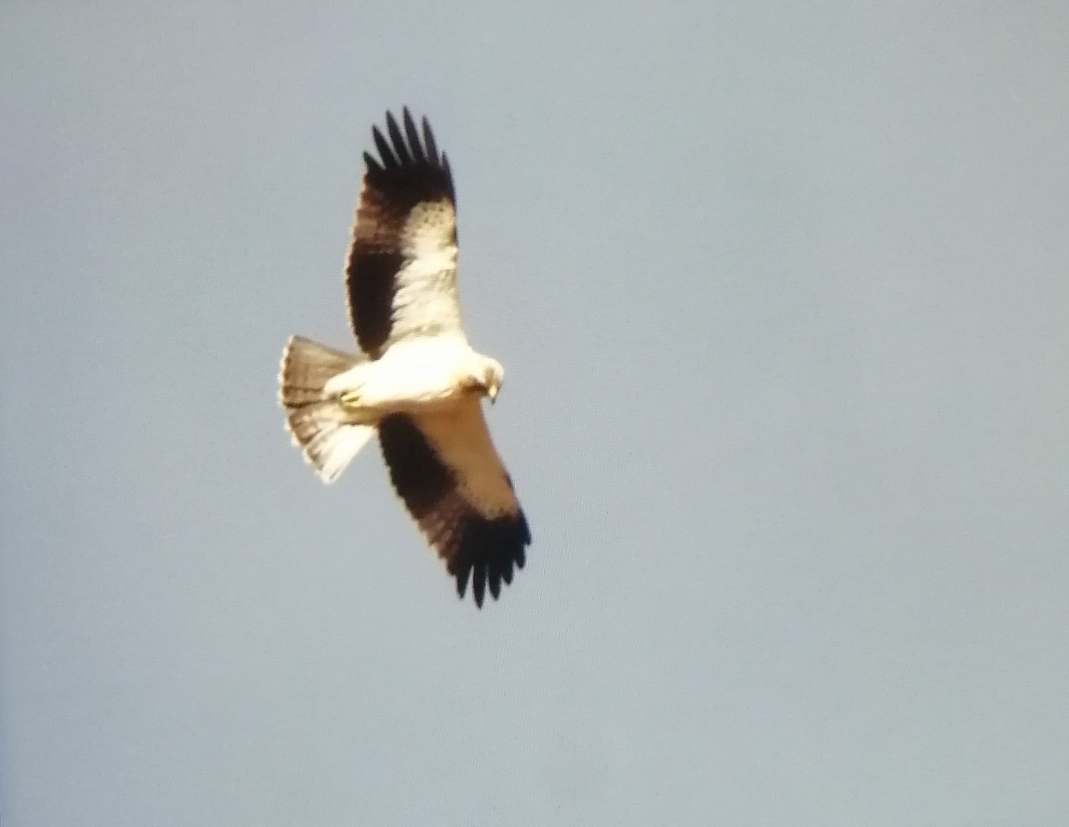 靴隼鵰 - ML628672762