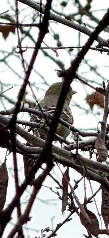 Western Tanager - ML628672768