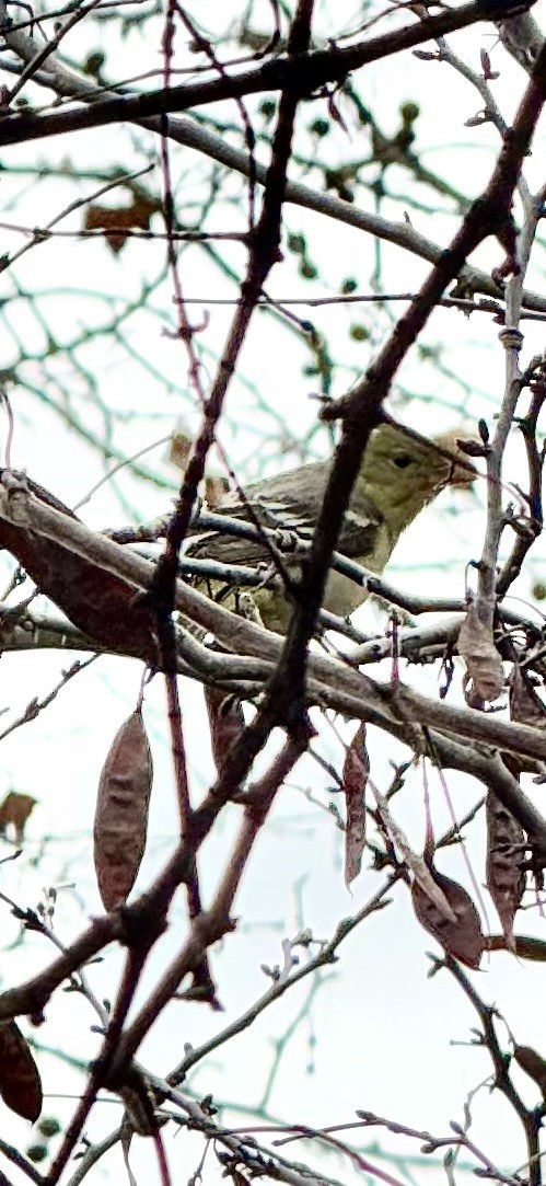 Western Tanager - ML628672769