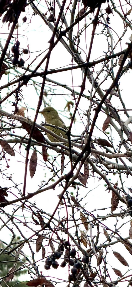 Western Tanager - ML628672770