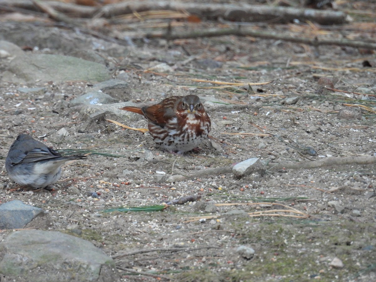 Fox Sparrow - ML628672772