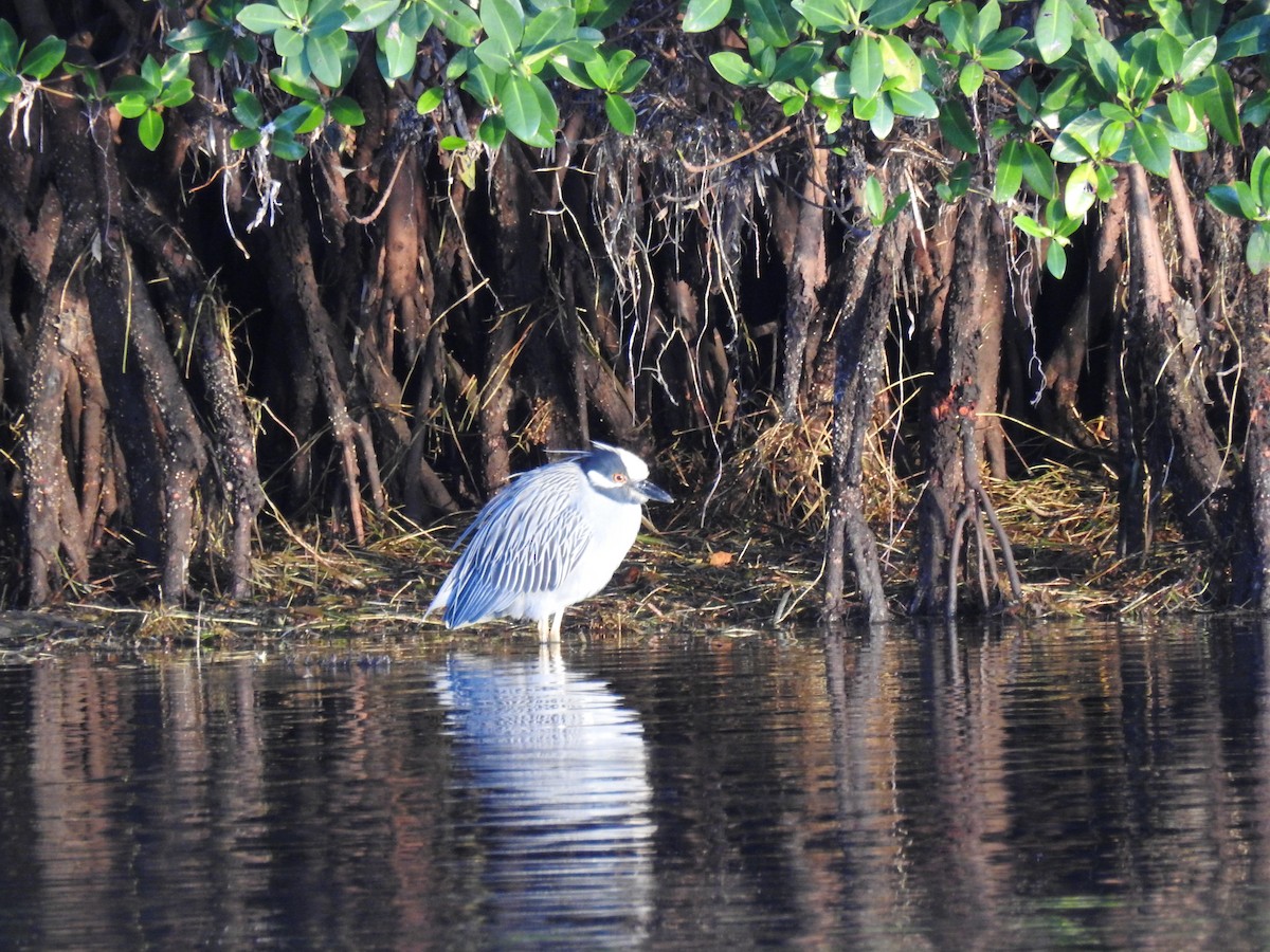Yellow-crowned Night Heron - ML628672773