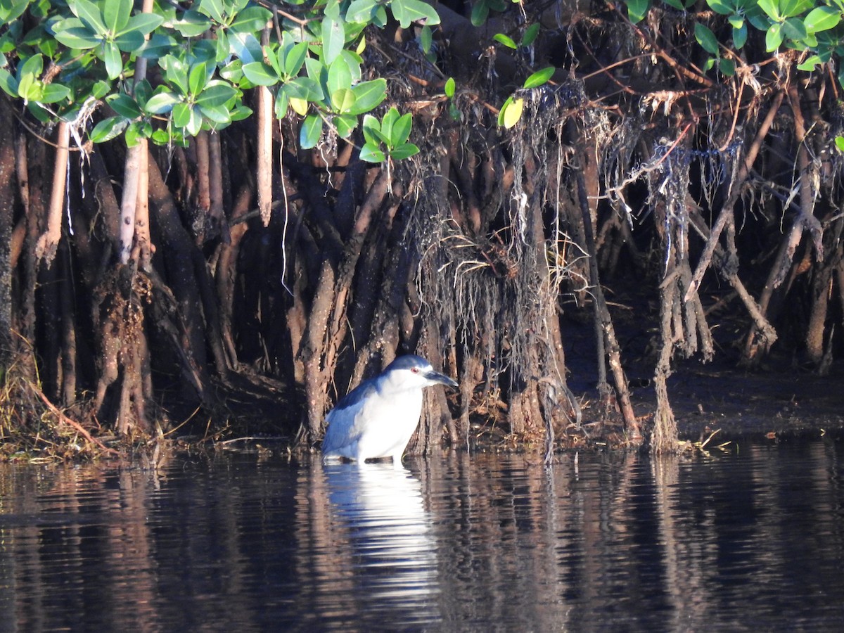 Black-crowned Night Heron - ML628672786