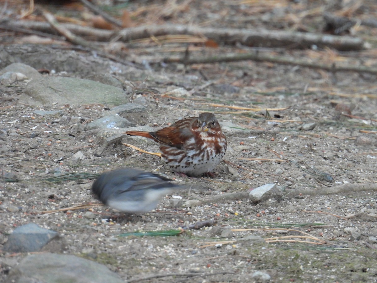 Fox Sparrow - ML628672807