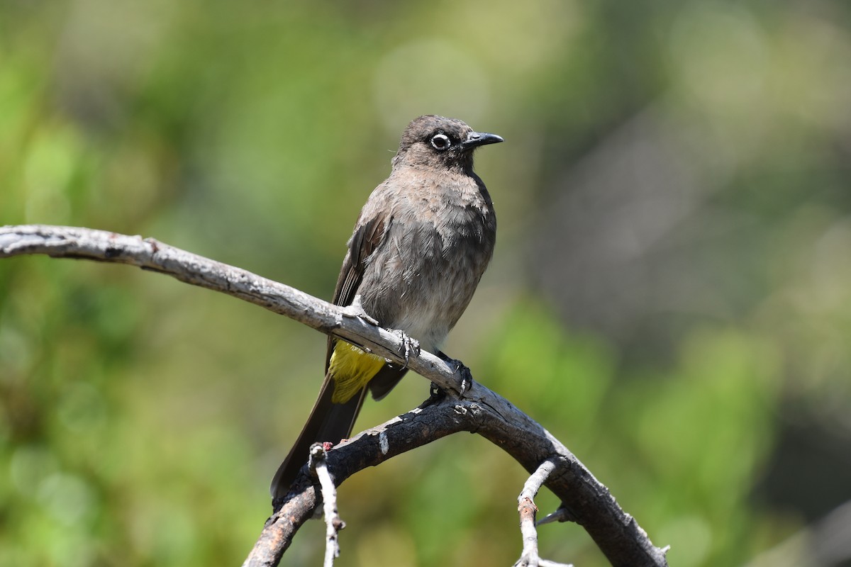 Cape Bulbul - ML628672852