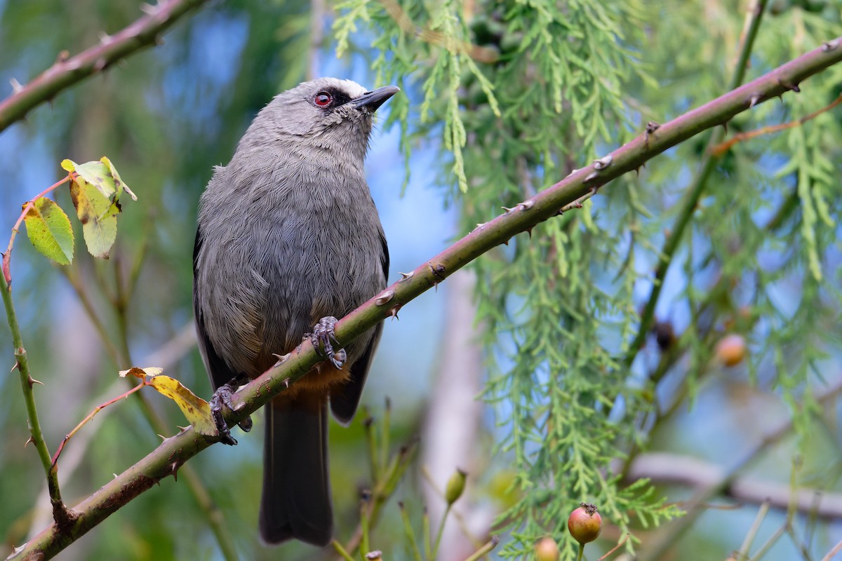 Abyssinian Catbird - ML628672943