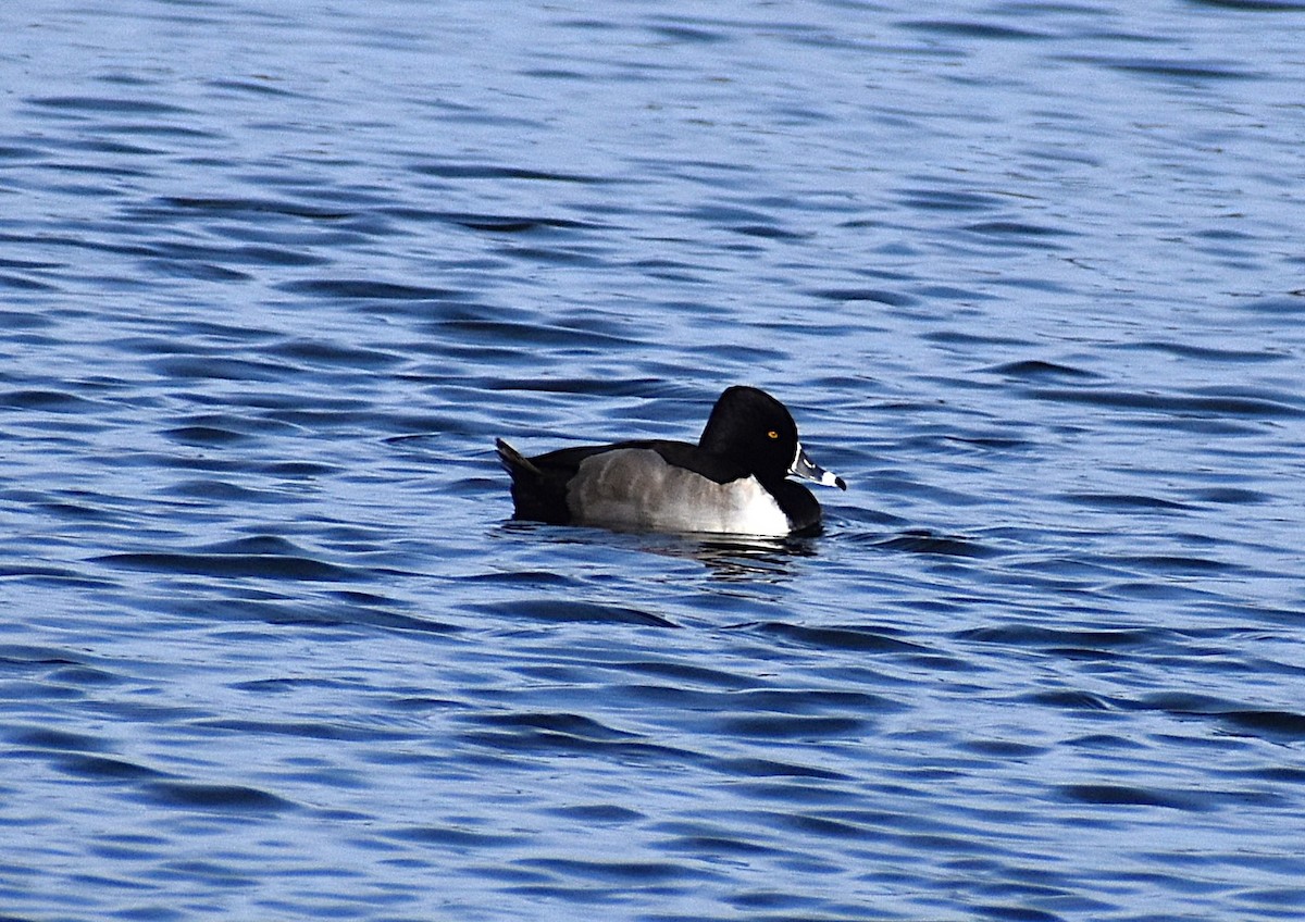 Ring-necked Duck - ML628673020