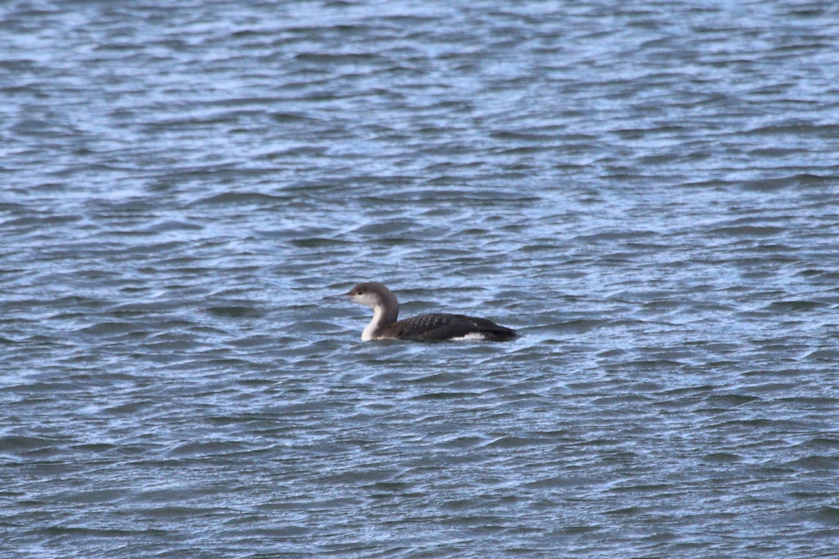 Arctic Loon - ML628673044