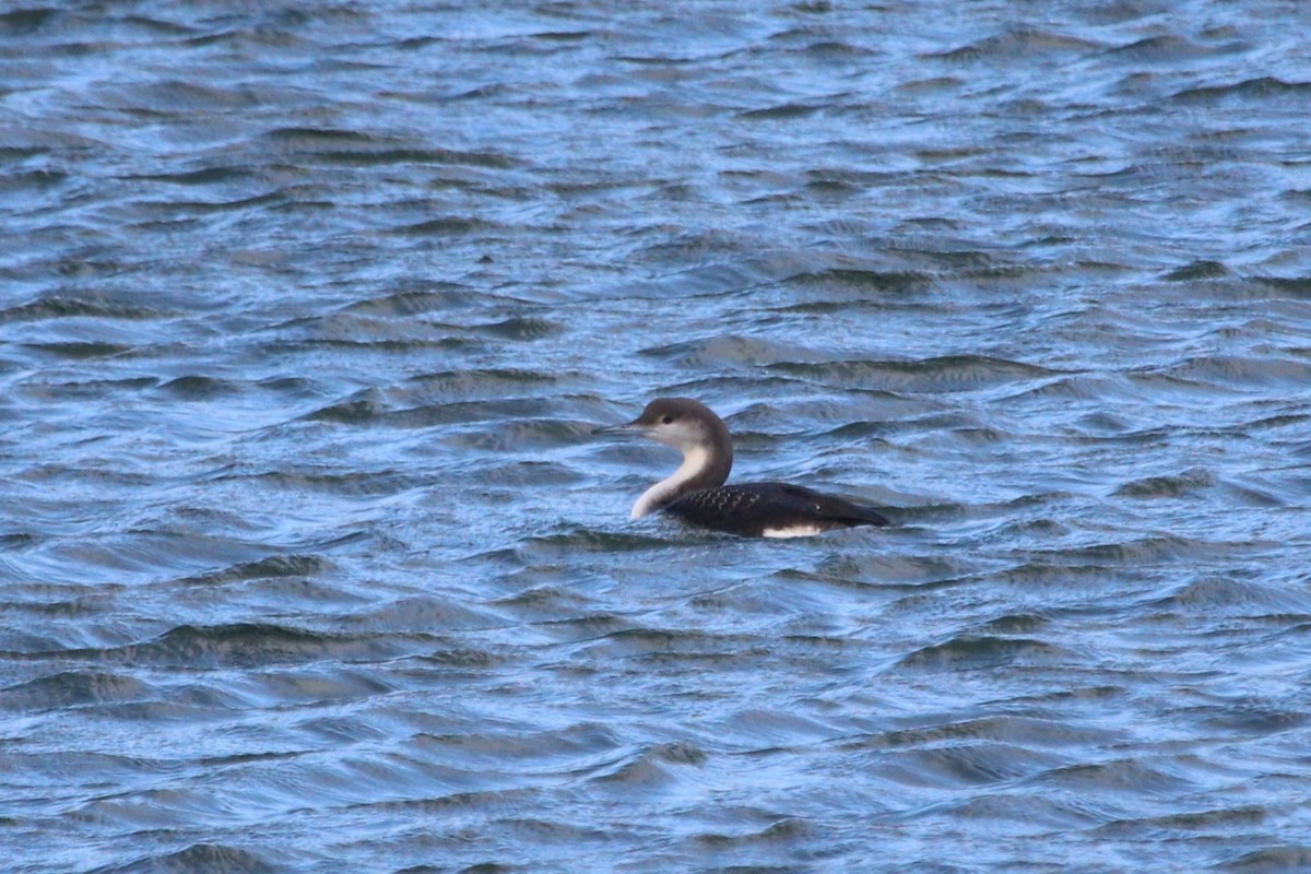Arctic Loon - ML628673047