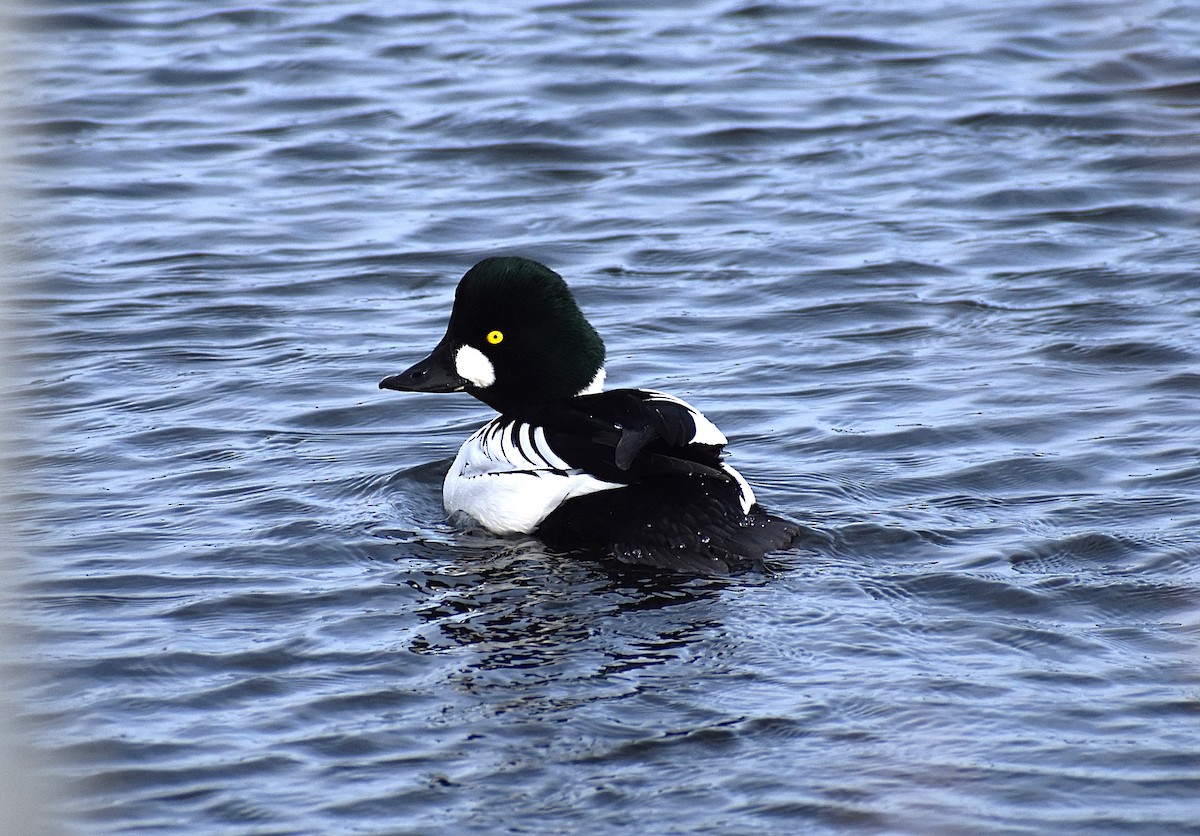 Common Goldeneye - ML628673088