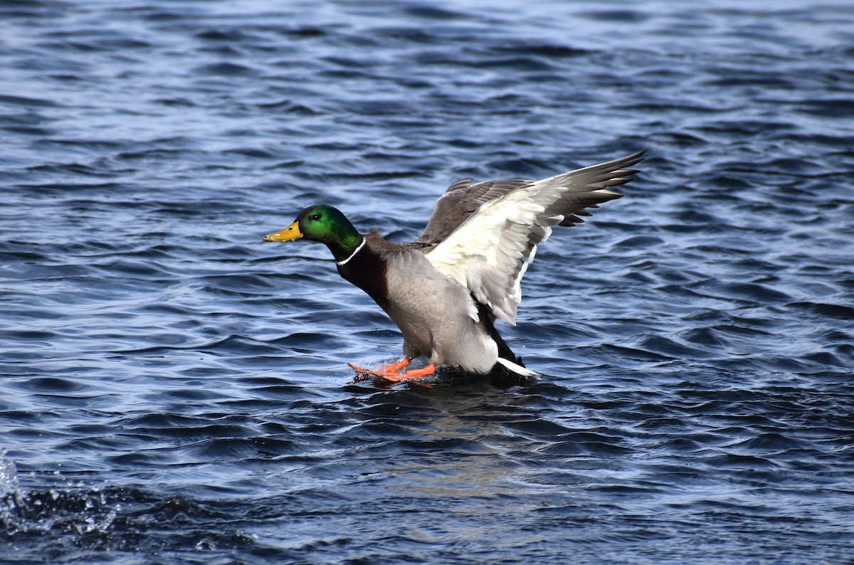 Mallard - ML628673218