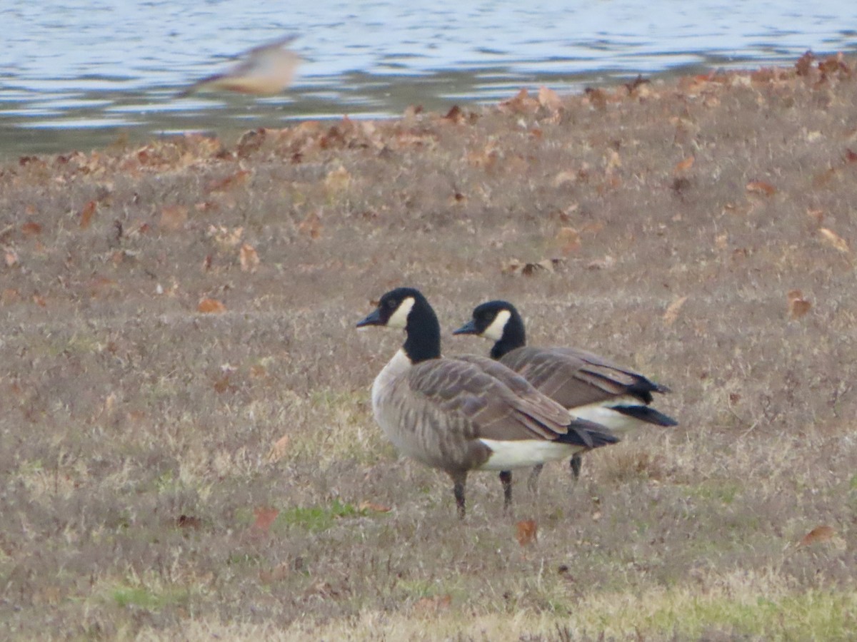 Cackling Goose - ML628673560
