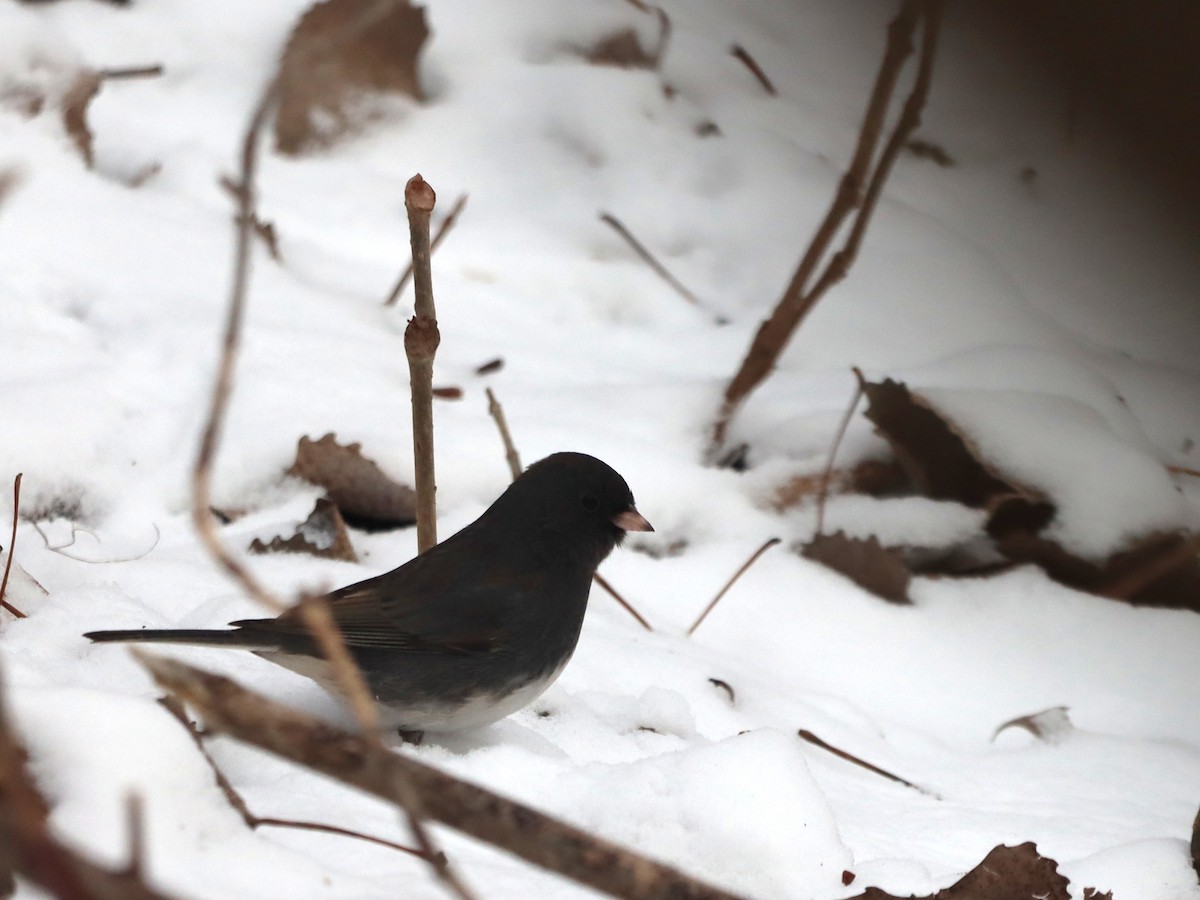 Dark-eyed Junco - ML628673615