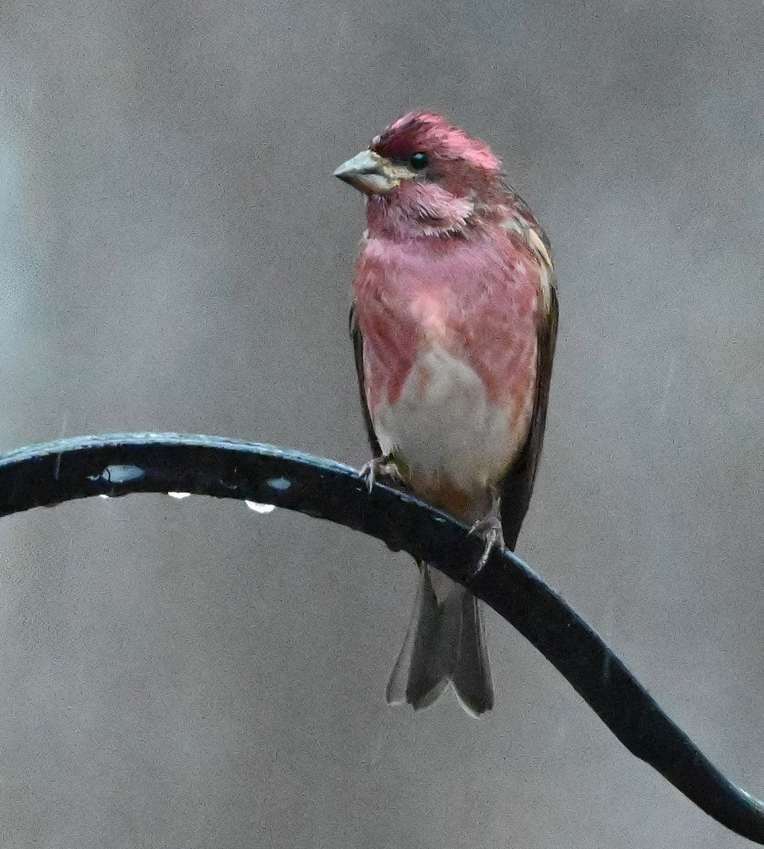 Purple Finch - ML628673646