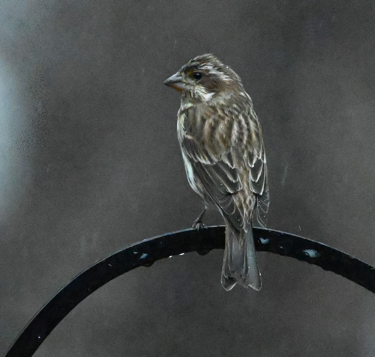 Purple Finch - ML628673647