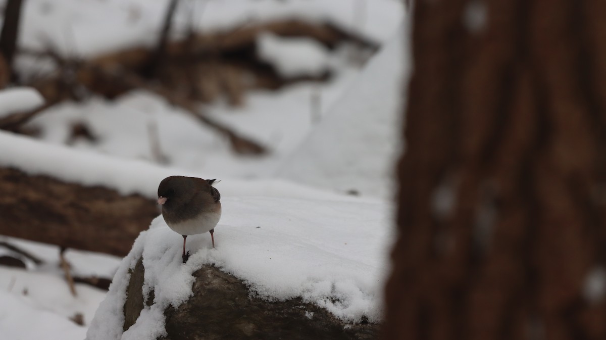 Dark-eyed Junco - ML628673663