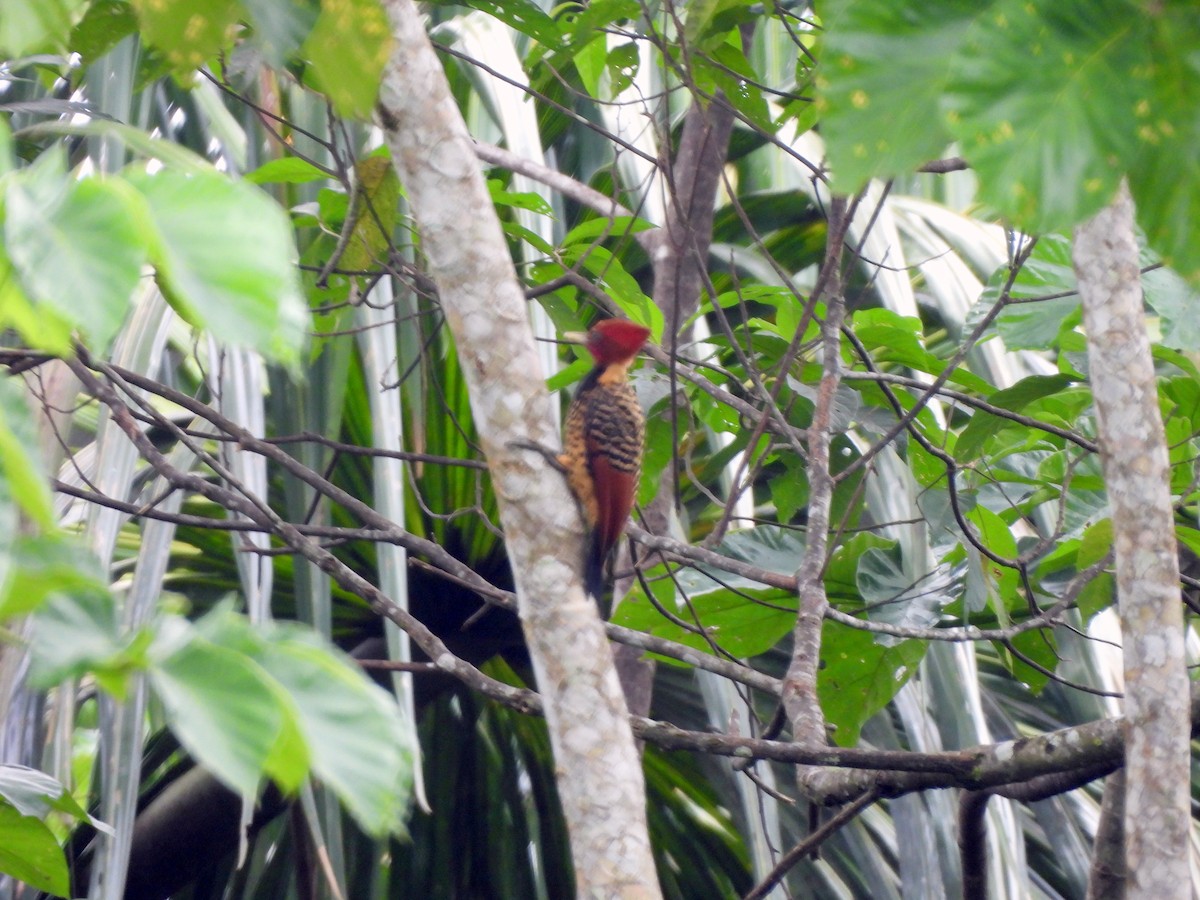 Rufous-headed Woodpecker - ML628673814