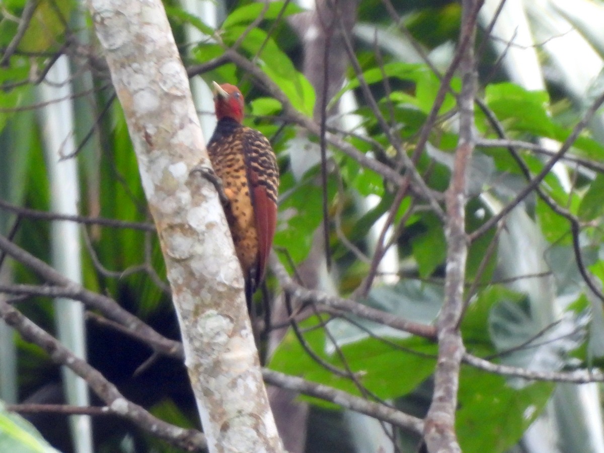 Rufous-headed Woodpecker - ML628673815