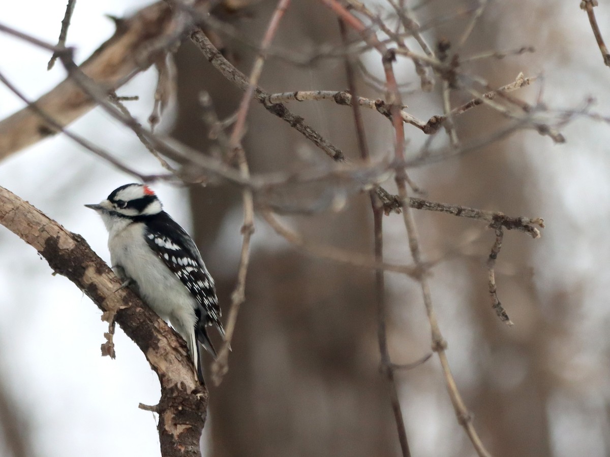 Downy Woodpecker - ML628673843